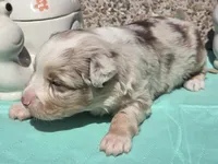 Preston, ASDR, a male Miniature Australian Shepherd for sale in Mineola, TX – Photo 2 of 3