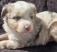 Preston, ASDR, a male Miniature Australian Shepherd for sale in Mineola, TX – Photo 3 of 3