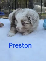 Preston, ASDR, a male Miniature Australian Shepherd for sale in Mineola, TX – Photo 4 of 7