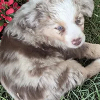 Preston, ASDR, a male Miniature Australian Shepherd for sale in Mineola, TX – Photo 1 of 7