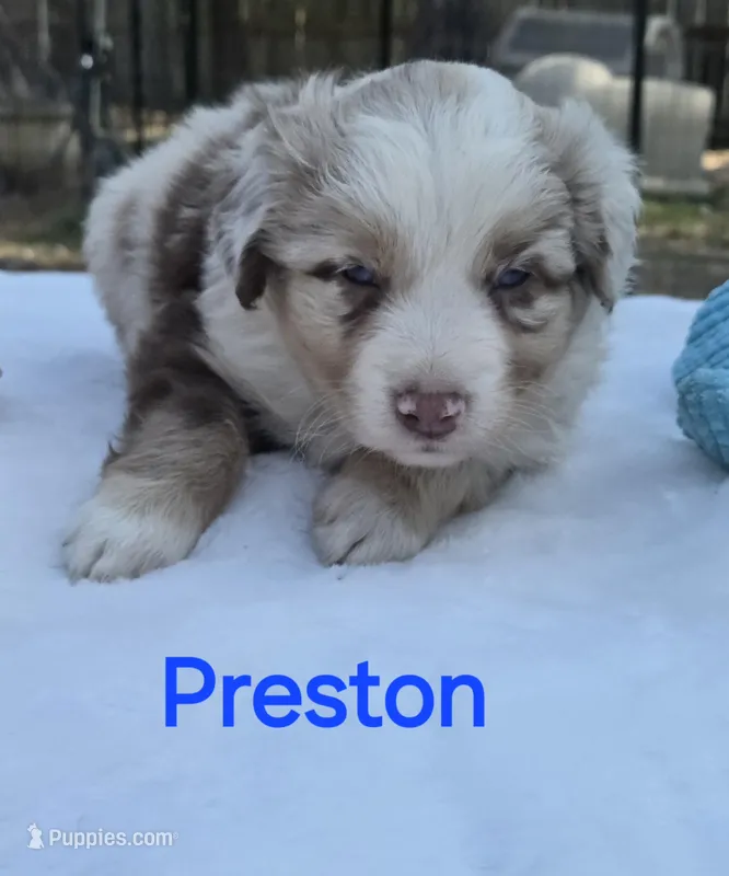Preston, ASDR – Miniature Australian Shepherd puppy for sale in Mineola, TX