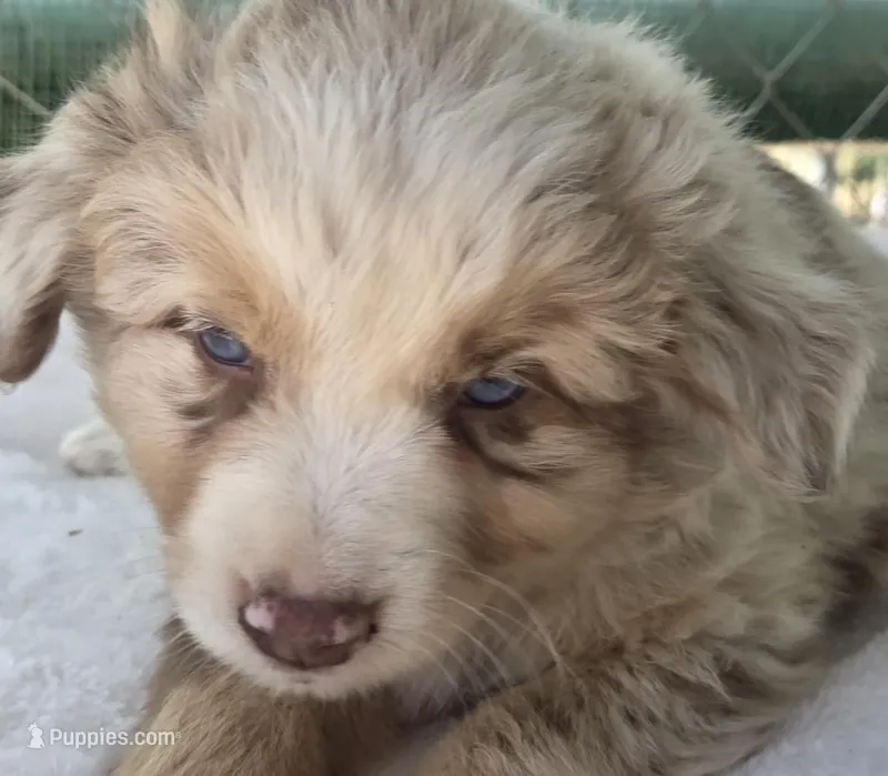 Preston, ASDR – Miniature Australian Shepherd puppy for sale in Mineola, TX