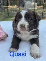 Quasi, ASDR, a male Australian Shepherd for sale in Mineola, TX – Photo 2 of 2