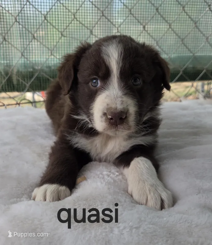 Quasi, ASDR – Australian Shepherd puppy for sale in Mineola, TX