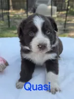 Quasi, ASDR, a male Australian Shepherd for sale in Mineola, TX – Photo 1 of 2