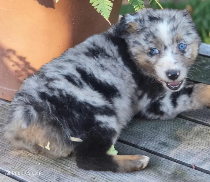 RaeAnn, ASDR – Australian Shepherd puppy for sale in Mineola, TX