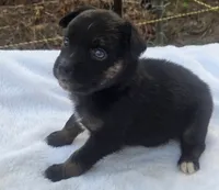 Ryder, ASDR, a male Australian Shepherd for sale in Mineola, TX – 9 of 10