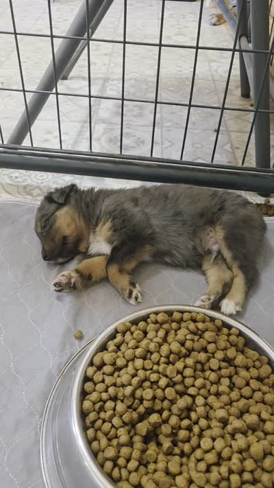 Remi, ASDR, a female Australian Shepherd for sale in Mineola, TX – 10 of 10