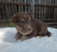 Sebastian, a male Australian Shepherd for sale in Mineola, TX – 3 of 3
