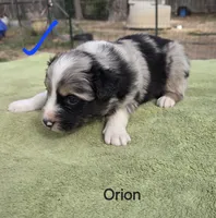 Orion Akc, a male Australian Shepherd for sale in Mineola, TX – Photo 2 of 3