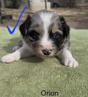 Orion Akc, a male Australian Shepherd for sale in Mineola, TX – Photo 1 of 3