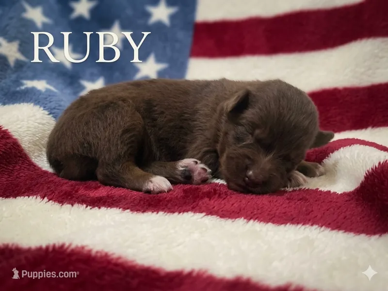 Ruby – Australian Shepherd puppy for sale in Mineola, TX