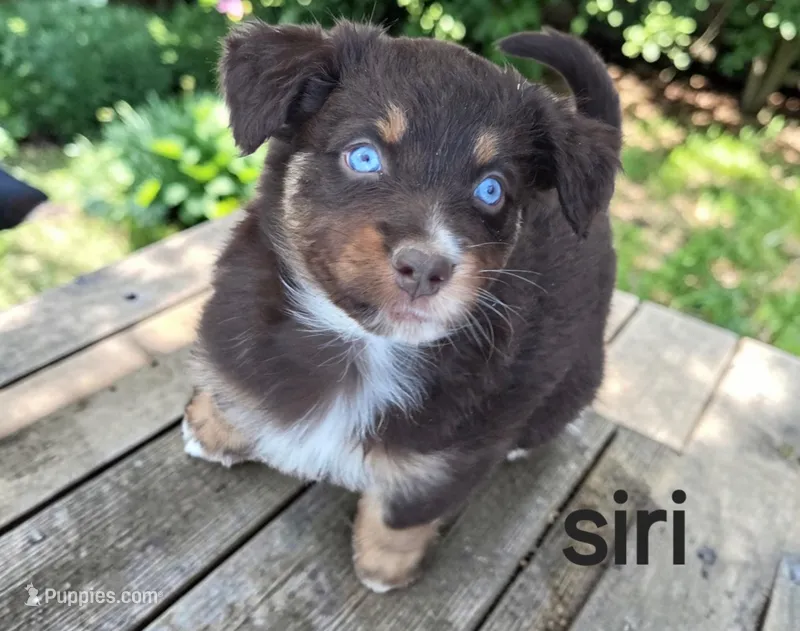 Siri – Australian Shepherd puppy for sale in Mineola, TX