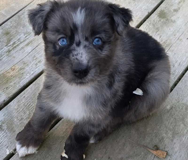 Ronald, ASDR – Australian Shepherd puppy for sale in Mineola, TX