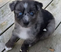 Ronald, ASDR, a male Australian Shepherd for sale in Mineola, TX – 2 of 10