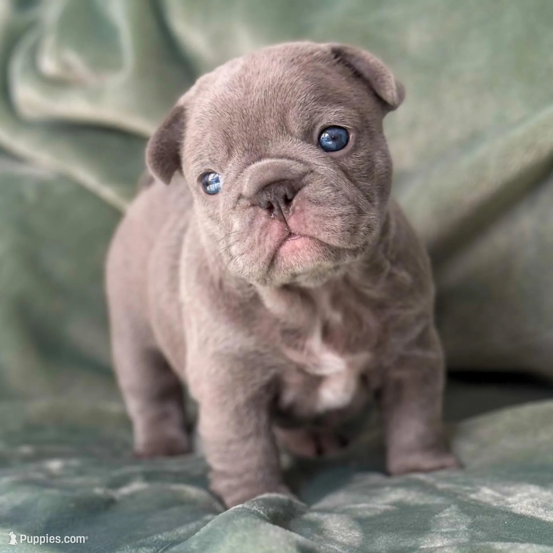 Herceline, a female French Bulldog for sale in East Providence, RI – Photo 2 of 3
