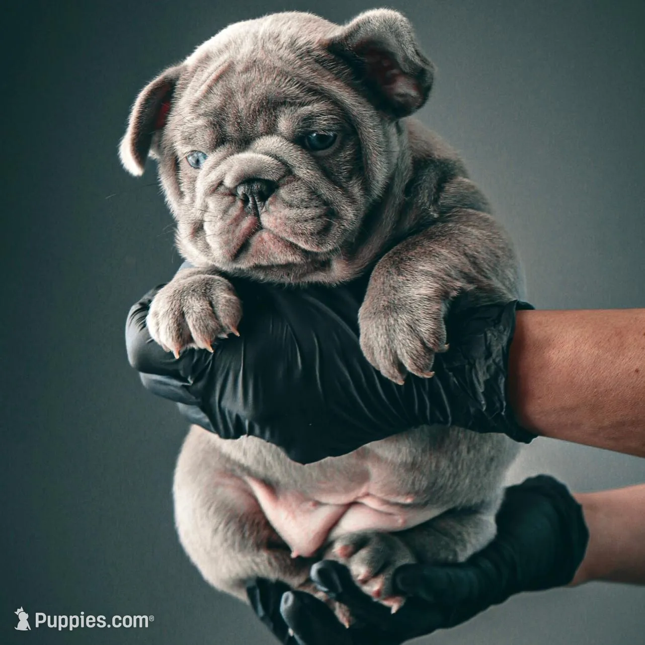 Herceline – French Bulldog puppy for sale in East Providence, RI