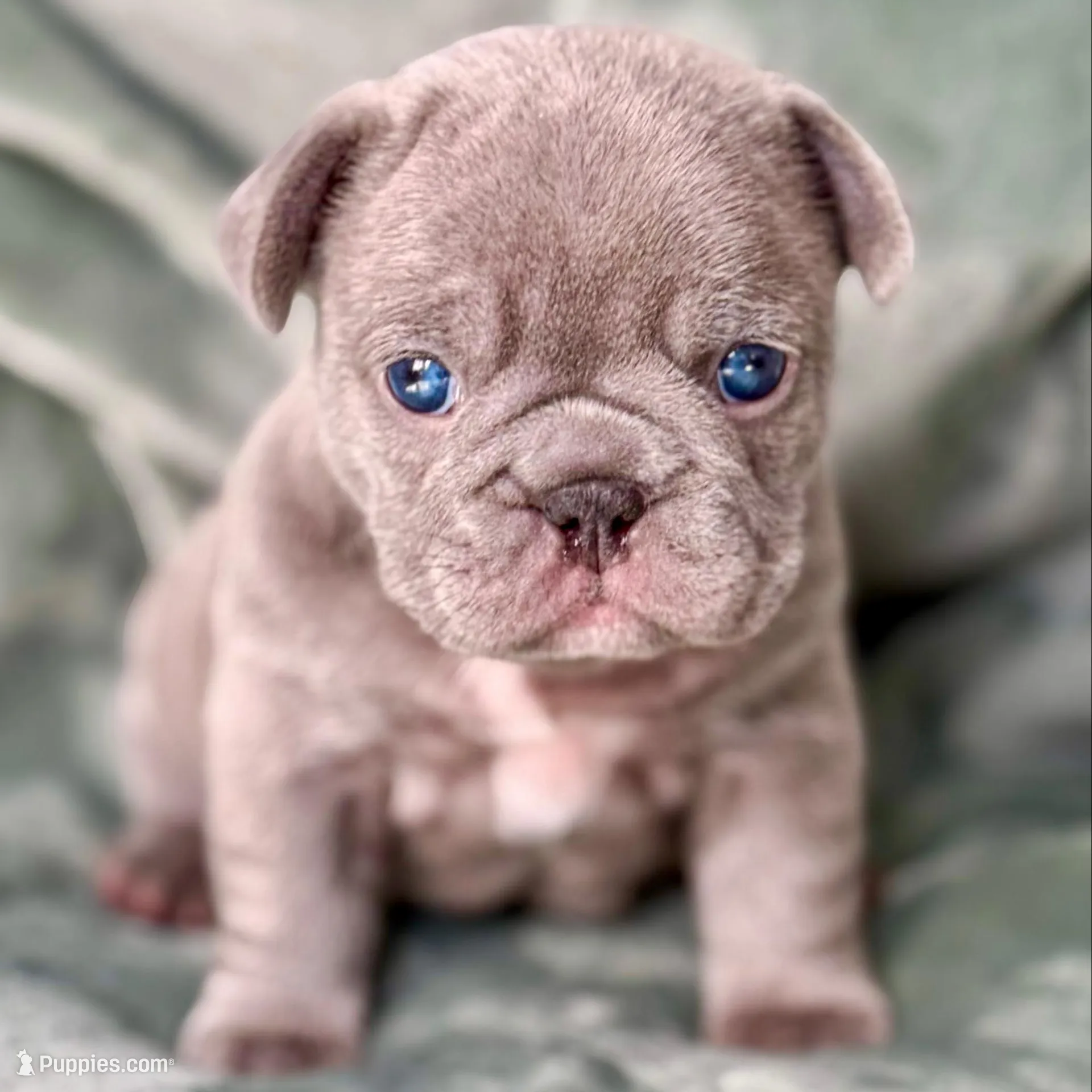 Herceline, a female French Bulldog for sale in East Providence, RI – Photo 3 of 3