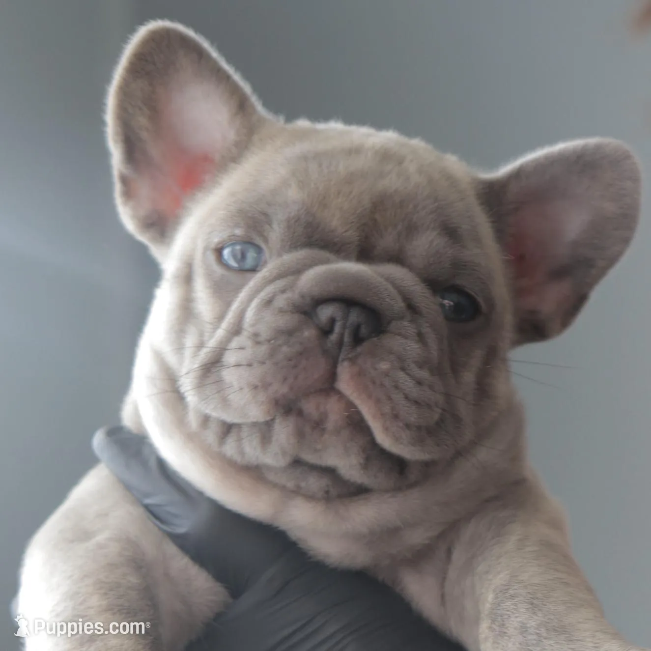 Cooper, a male French Bulldog for sale in East Providence, RI – Photo 2 of 4