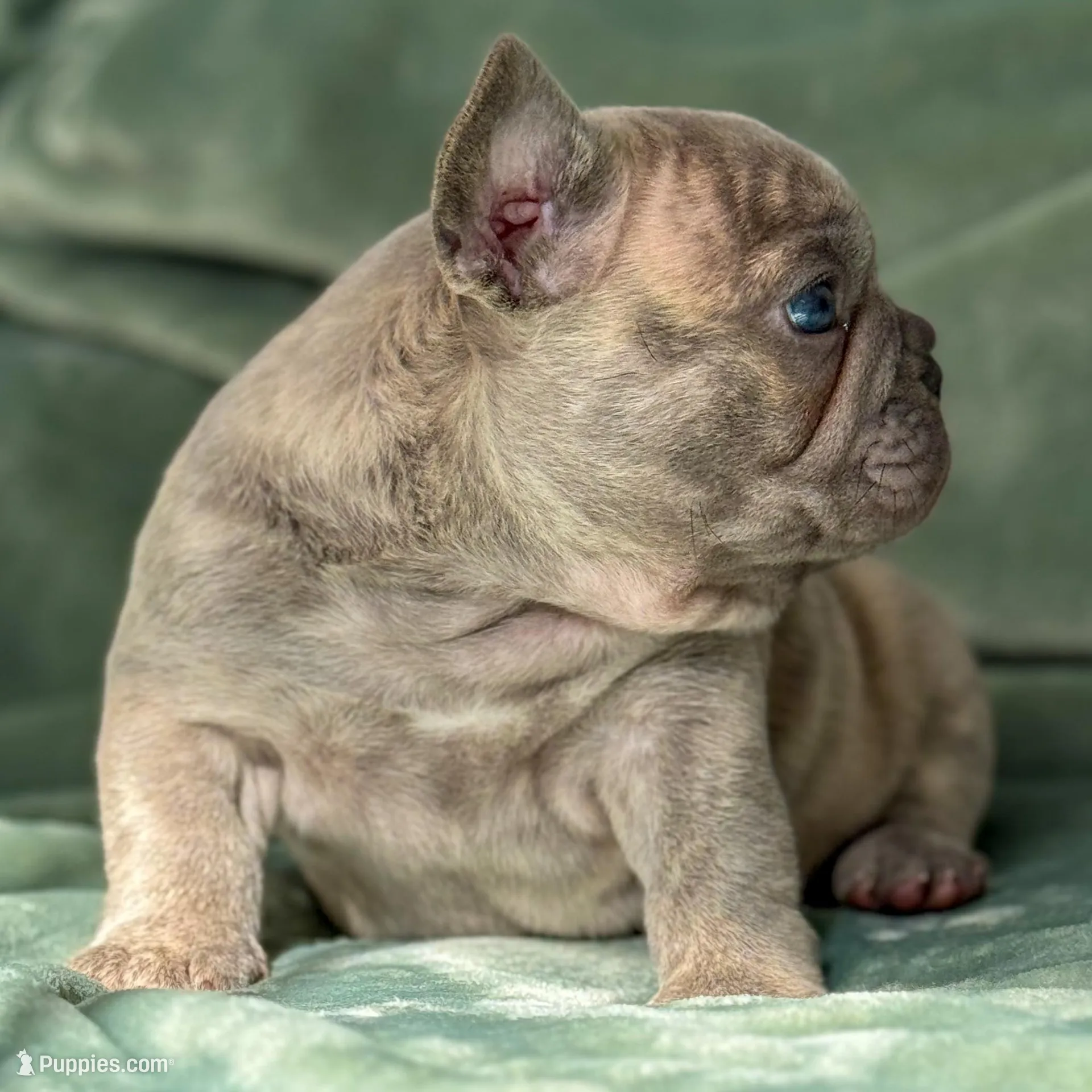 Cooper, a male French Bulldog for sale in East Providence, RI – Photo 4 of 4