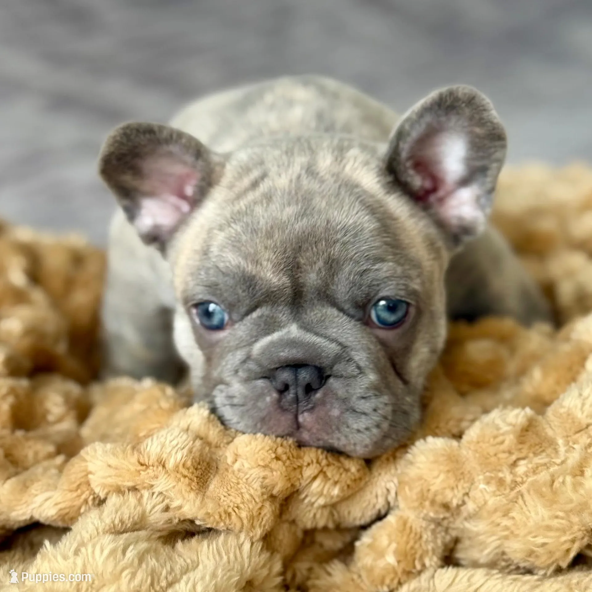 Cooper, a male French Bulldog for sale in East Providence, RI – Photo 3 of 4