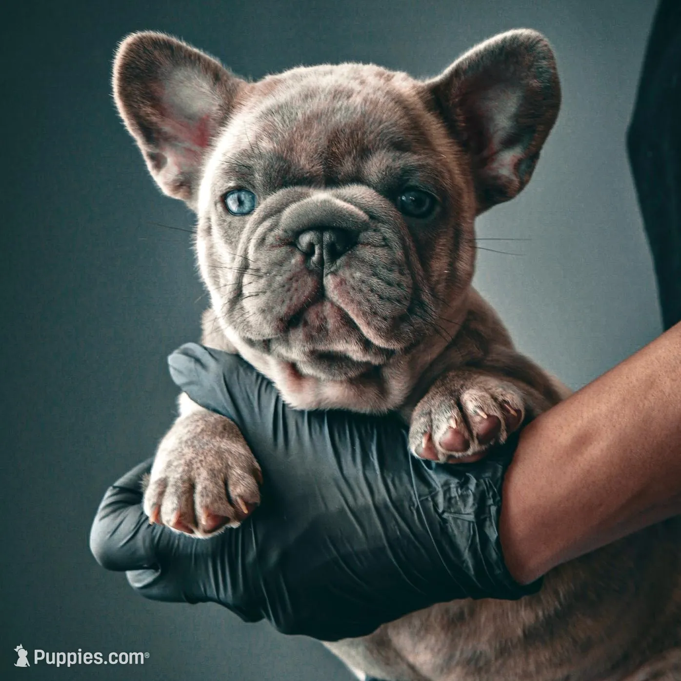 Cooper – French Bulldog puppy for sale in East Providence, RI