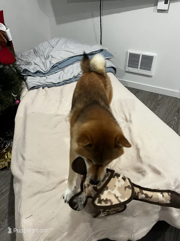Keiji – Shiba Inu puppy for sale in Tacoma, WA