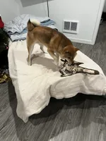 Keiji, a male Shiba Inu for sale in Tacoma, WA – 4 of 5