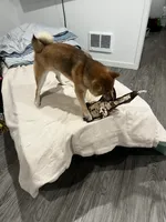 Keiji, a male Shiba Inu for sale in Tacoma, WA – 3 of 5