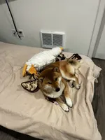 Keiji, a male Shiba Inu for sale in Tacoma, WA – 2 of 5