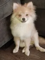 Brox, a male Pomeranian for sale in Raleigh, NC – 2 of 5