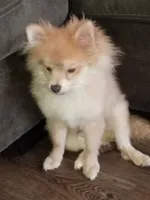 Brox, a male Pomeranian for sale in Raleigh, NC – 5 of 5