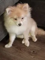Brox, a male Pomeranian for sale in Raleigh, NC – 4 of 5