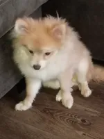 Brox, a male Pomeranian for sale in Raleigh, NC – 3 of 5