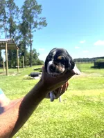 Purple tri, a female Basset Hound for sale in Blackshear, GA – 9 of 9