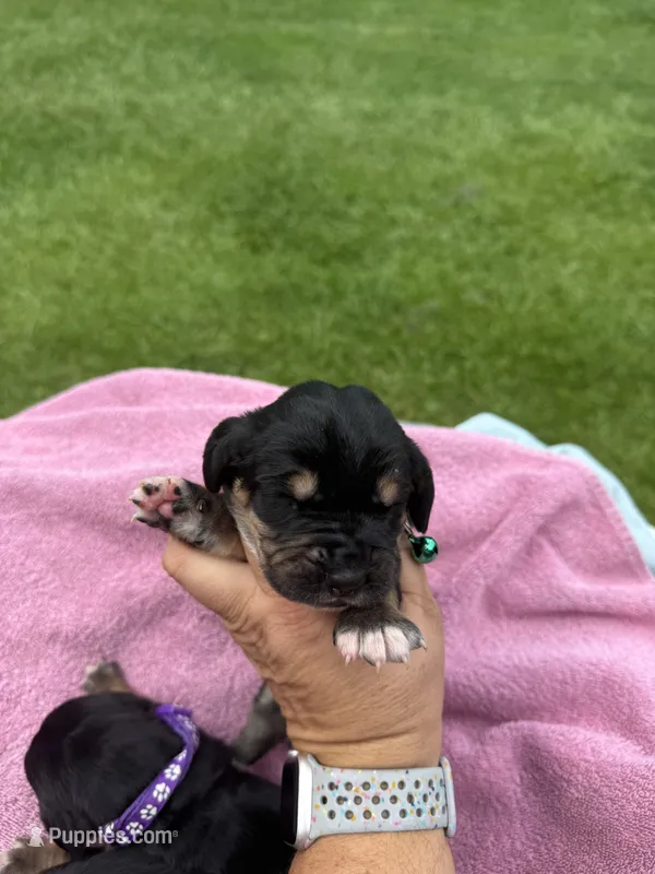 Teal – Basset Hound puppy for sale in Blackshear, GA