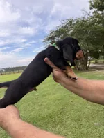 Green male dolly, a male Basset Hound for sale in Blackshear, GA – 5 of 9