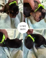 Lime, a male Basset Hound for sale in Blackshear, GA – 5 of 7