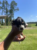 Grey tri, a female Basset Hound for sale in Blackshear, GA – 2 of 7