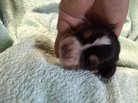 Tri, a male Basset Hound for sale in Blackshear, GA – 2 of 5