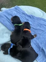Orange, a male Basset Hound for sale in Blackshear, GA – 2 of 6
