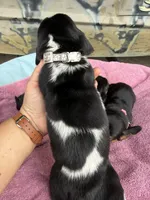 Grey tri, a female Basset Hound for sale in Blackshear, GA – 5 of 7