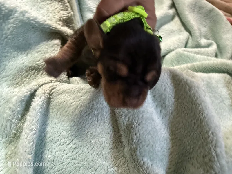 Lime – Basset Hound puppy for sale in Blackshear, GA