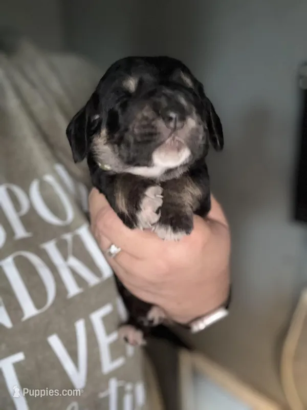 Green – Basset Hound puppy for sale in Blackshear, GA