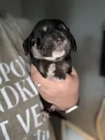 Green, a male Basset Hound for sale in Blackshear, GA – Photo 1 of 4