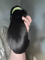 Green, a male Basset Hound for sale in Blackshear, GA – Photo 3 of 4