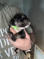 Green, a male Basset Hound for sale in Blackshear, GA – Photo 2 of 4