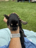 Brown, a male Basset Hound for sale in Blackshear, GA – 2 of 6