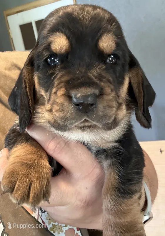 Green – Basset Hound puppy for sale in Blackshear, GA