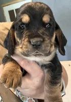 Green, a male Basset Hound for sale in Blackshear, GA – 1 of 10